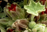 Radyera urens, a very hairy plant
