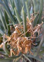 Senecio sarcoides dry flowerhead husks