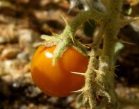 Solanum burchellii ripe fruit