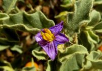 Solanum burchellii flower