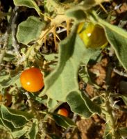 Solanum burchellii, tandpynbos 