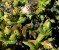 Stoeberia frutescens features of flowering