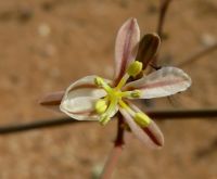 Trachyandra bulbinifolia flower