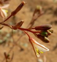 Trachyandra bulbinifolia flowers