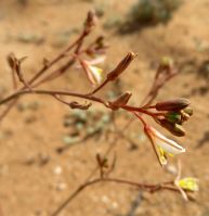 Trachyandra bulbinifolia locally known as solknol