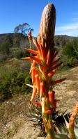 Aloe glauca flowers