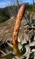 Aloe glauca floral bracts and leaves