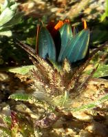 Gorteria diffusa subsp. diffusa ray outer surfaces