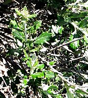 Berkheya fruticosa