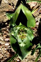 Colchicum scabromarginatum ground-level flowers