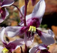 Cyanella orchidiformis flower