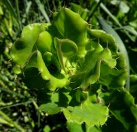 Didelta spinosa stem-tip leaves