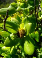 Didelta spinosa flowerhead receptacle