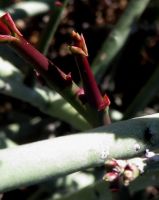 Euphorbia rhombifolia red new growth