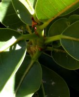 Ficus ilicina near a stem-tip