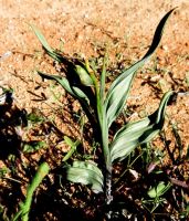 Gladiolus equitans leaves
