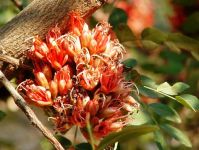 Schotia brachypetala flowers