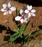 Lapeirousia verecunda flowers