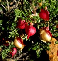 Lessertia spinescens fruit