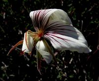 Pelargonium praemorsum subsp. praemorsum windblown flower