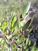 Phylica oleifolia lower leaf surfaces