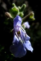 Salvia dentata flower