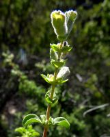 Salvia dentata flowering stem-tip with bare internodes