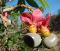 Ochna pulchra fruit and sepals