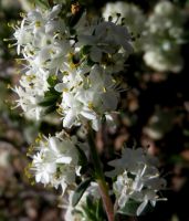 Selago divaricata flowering white
