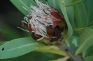 Protea caffra flowerhead towards the end of its cycle