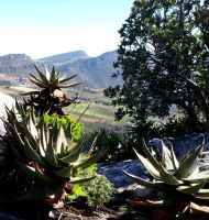 Aloe perfoliata on a rock with a view
