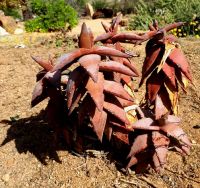 Aloe pearsonii leaf spines