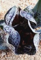 Colchicum circinatum flower protection