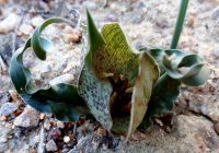 Colchicum circinatum bracts and leaves