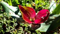 Colchicum coloratum subsp. coloratum flower