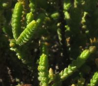 Crassula muscosa var. obtusifolia leaves