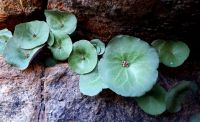 Crassula umbella leaves and buds