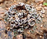 Lichen on the ground, maybe Psora crenata