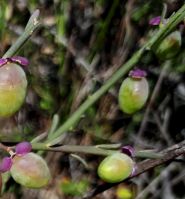 A Namaqualand Muraltia bearing fruit 