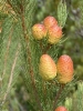 Leucadendron nobile coloured fruit cones
