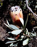 Protea laurifolia