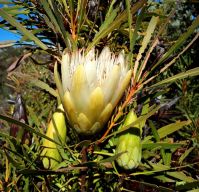 Protea repens cone shapes