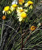 Senecio spiraeifolius flowerheads
