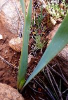 Trachyandra falcata floral beginnings