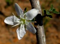 Agathosma betulina flower