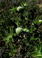 Cliffortia ruscifolia var. ruscifolia leaves and galls 