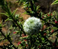 Cliffortia ruscifolia var. ruscifolia gall