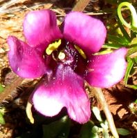 Diascia diffusa flower