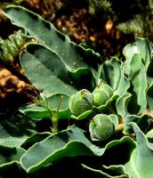 Euphorbia tuberosa leaves