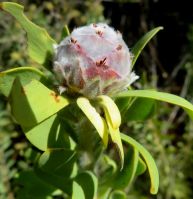 Leucadendron pubescens female cone